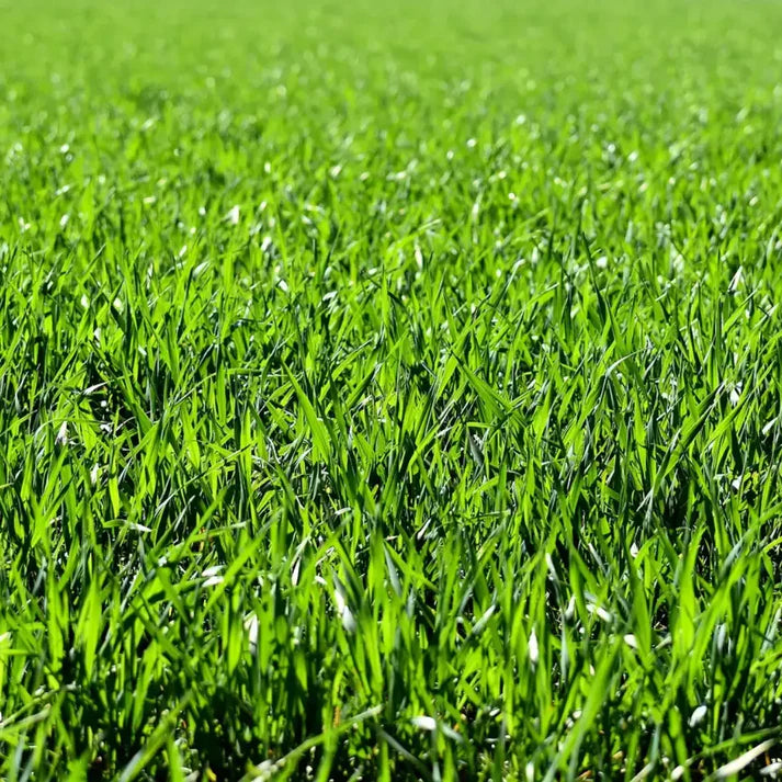 Grass Seeds Hybrid Best For Your Beautiful Home Gardening  (Pack Of 100 seeds) (Pack of 1)